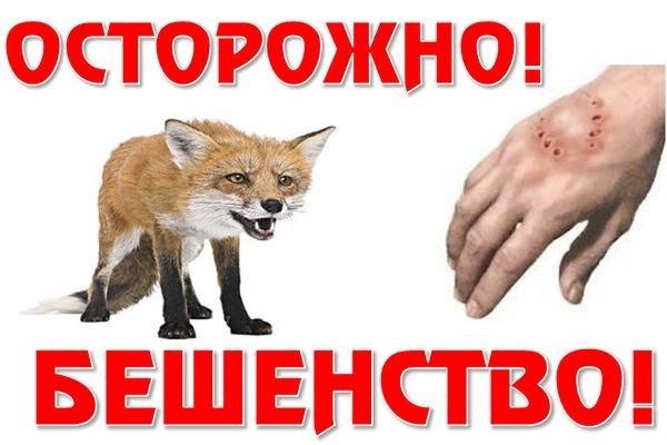 Бешенство передается через укус и представляет реальную опасность для здоровья человека.jpg