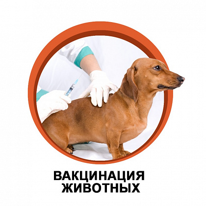 Прививочная кампания против бешенства домашних животных на территории Южного административного округа в 2021 году